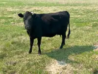 Jersey X Dutch Belted Milk Cow