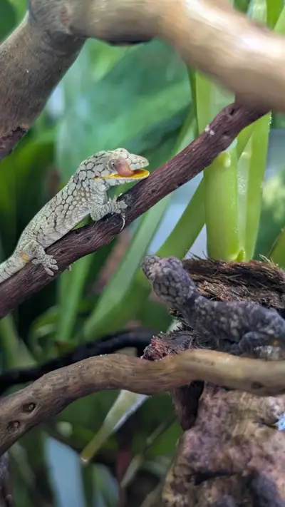 Chameleon Geckos - Only 2 left!, View more
