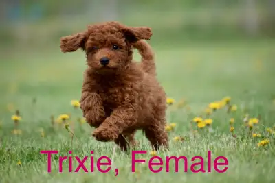 Mini F1bb English Goldendoodles, View more