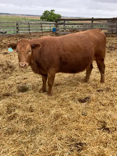4 Simmental x bred cows or char x bred cows Confirmed pregnant for June /July calves. Asking 4900-55...