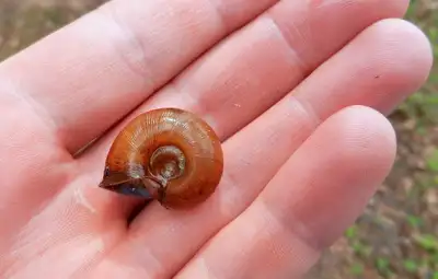 Ramshorn Snails (20 cents each) Southwest Middlesex, View more