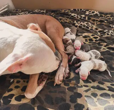 Puppies sold, View more