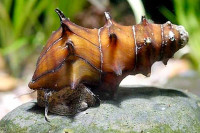 AMAZING BEAUTIFUL FRESHWATER SNAILS