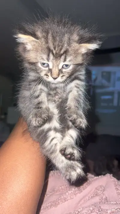 kittens for sale , View more
