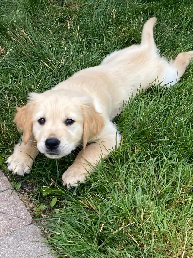 Purebred Golden Retriever puppies in Dogs & Puppies for Rehoming in Hamilton - Image 5