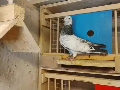 Tippler Pigeons for Sale, View more