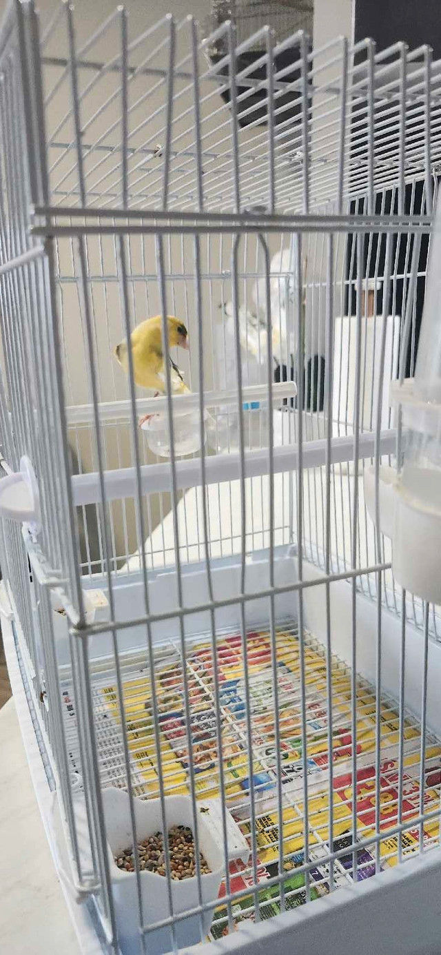 American male canary singer born 2024 in Small Animals for Rehoming in London