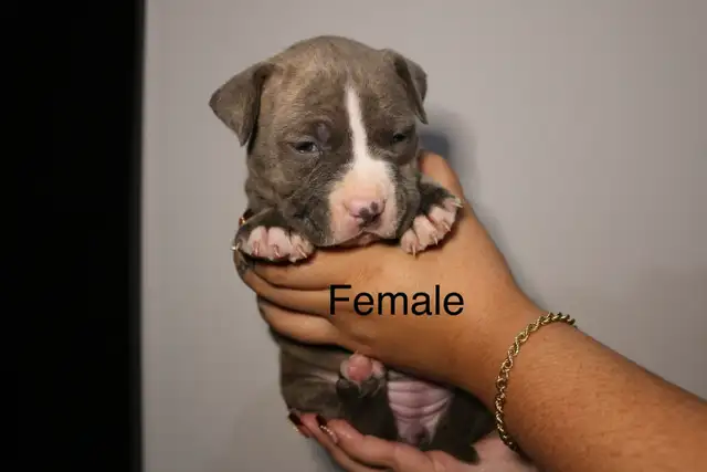 PUPPIES FOR SALE - TORONTO ON in Dogs & Puppies for Rehoming in City of Toronto - Image 2