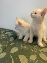 Flame point kittens for sale 