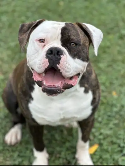 PUREBRED AMERICAN BULLDOG MALE, View more