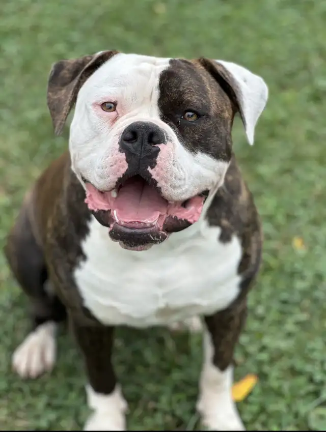PUREBRED AMERICAN BULLDOG MALE in Dogs & Puppies for Rehoming in Hamilton - Image 2