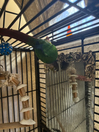 Parrot with cage