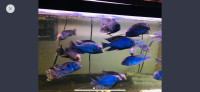 blue dolphin cichlids fish aquarium 