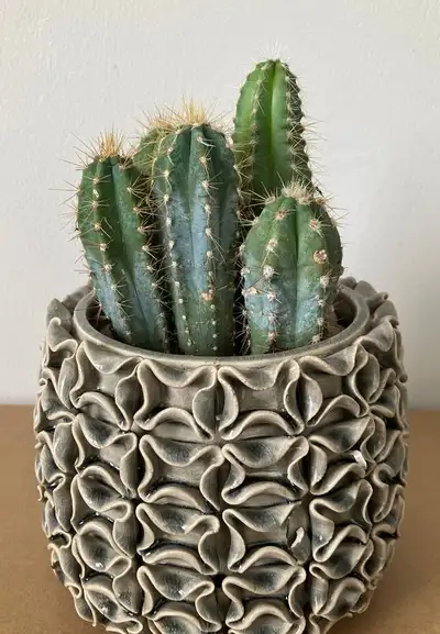 Cactus in Handmade Relief Clay Planter, View more
