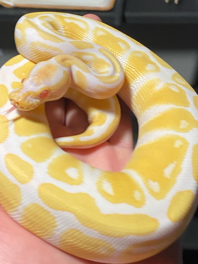 High Contrast Albino male Ball python in Reptiles & Amphibians for Rehoming in Leamington - Image 3