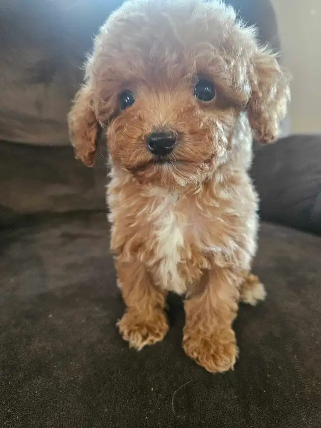 Teddy Bear Toy Poodle in Dogs & Puppies for Rehoming in Sudbury - Image 2