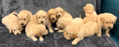 Beautiful Golden Retriever Purebred Puppies