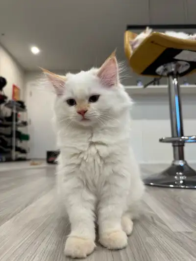 4 months Ragdoll cats for sale, View more