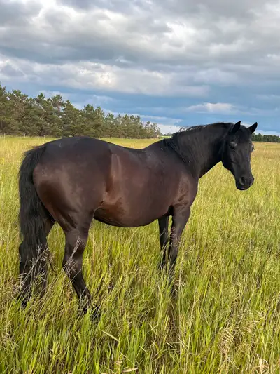 Bred Welsh/QH Mare, View more
