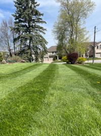 Aeration & Rolling Lawn Services Available