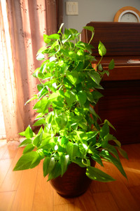 Pothos tree