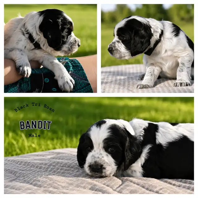 Purebred CKC English Springer Spaniel Puppies in Dogs & Puppies for Rehoming in London - Image 3