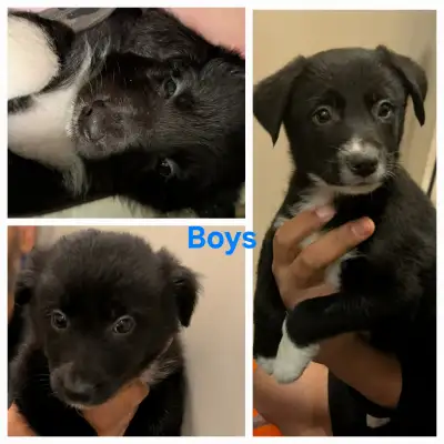 3 Pure Border Collie Puppies Ready, View more