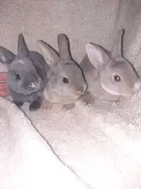 Purebred dwarf bunnies 