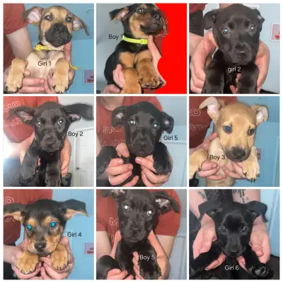 Looking for their furever home, View more