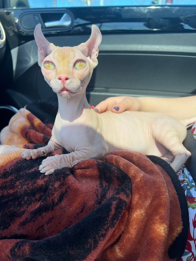 Female Dwelf Sphynx Cats & Kittens for Rehoming Nanaimo Kijiji