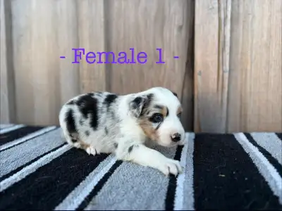 Black Pearl Australian Shepherd Pups, View more