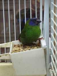 blue faced parrot finch Kawartha Lakes Peterborough Area Preview