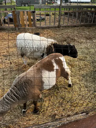 khatadin dorper x ewe, View more