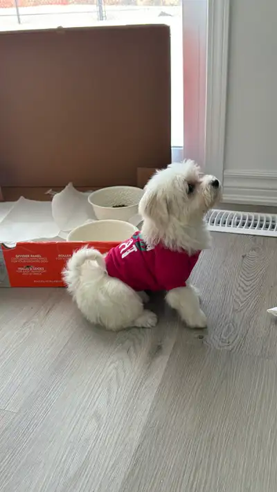 Pure breed Maltese for sale, View more