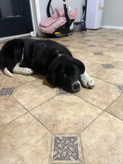 Kangal x alabia puppy, View more