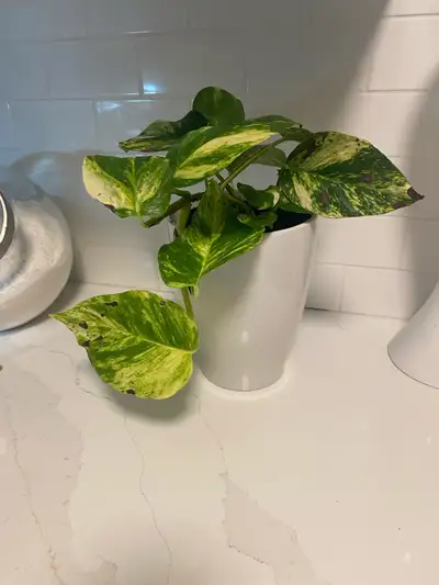 Marble Queen Pothos in White Pot, View more
