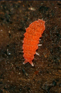Rare Red Springtails ! Temporarily Sold Out 