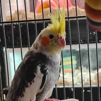 pied cockatiel Kawartha Lakes Peterborough Area Preview