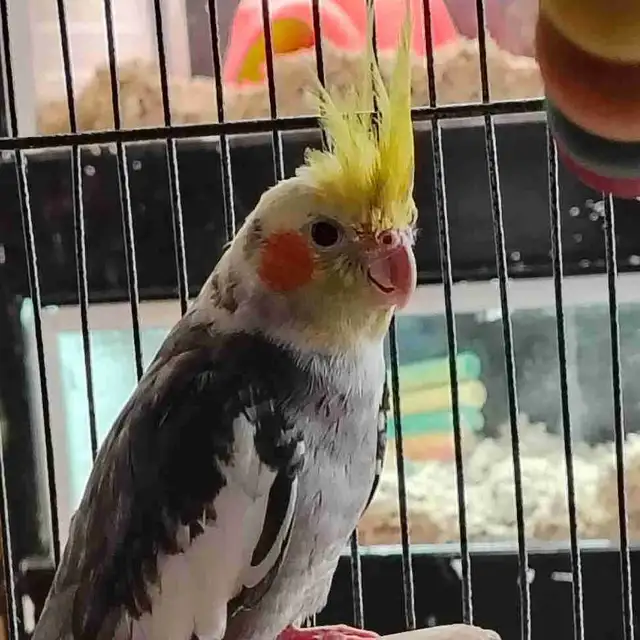 pied cockatiel in Birds for Rehoming in Kawartha Lakes - Image 2