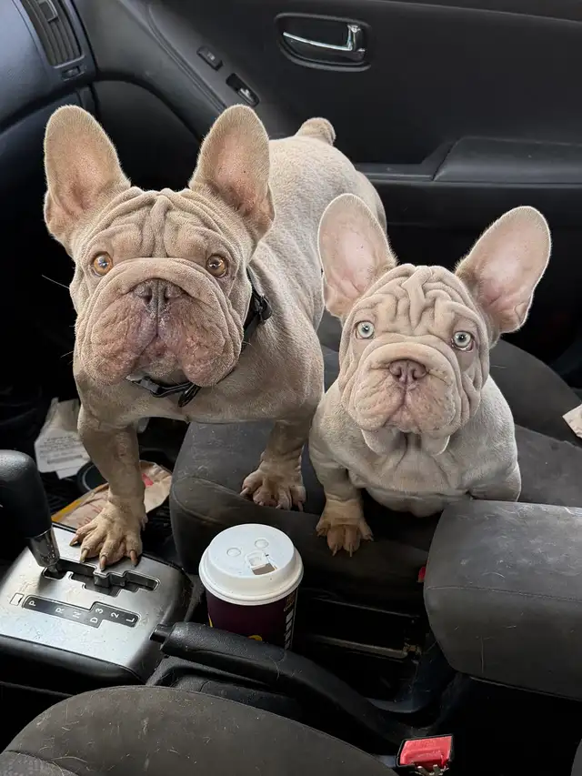 ⭐️ Velvet Isabella & Tan french bulldog - Bouledogue francais ⭐️ in Dogs & Puppies for Rehoming in Ottawa - Image 7