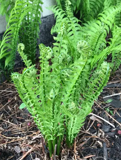 Ostrich Fern - Fundraiser for Grow Calgary, View more