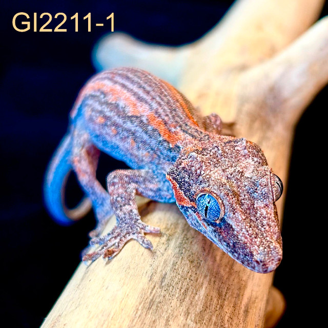 Year Old Gargoyle Gecko - Sale Price - GI2211-1 in Reptiles & Amphibians for Rehoming in Saskatoon - Image 2