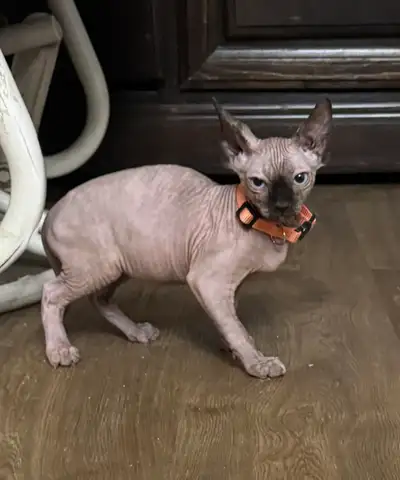 1 Female Sphinx kittens left, View more