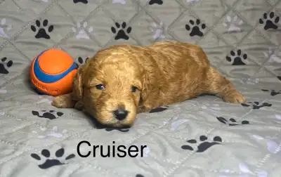 Mini Aussiedoodle Puppies available July 18th. Mom is a 2 1/2yr old Mini Red Merle F1 Aussiedoodle....
