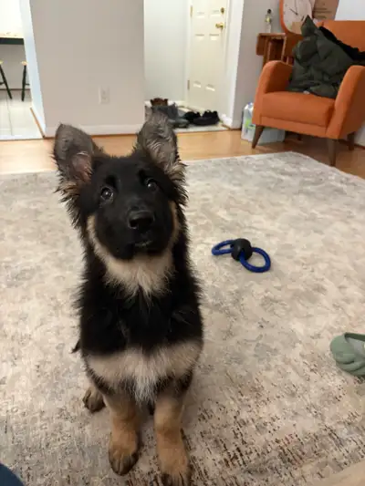 German Shepherd Puppy , View more