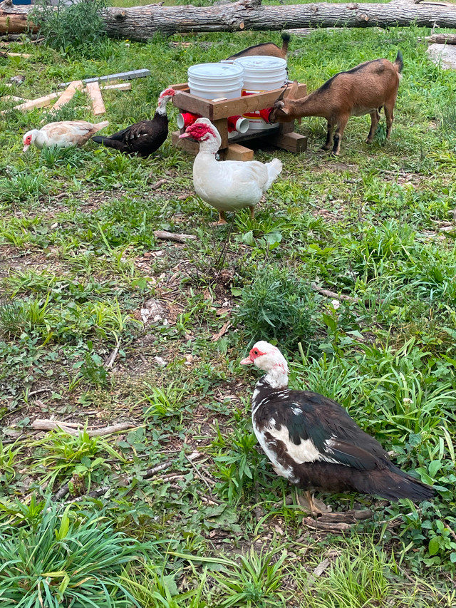 Muscovy duck hatching eggs in Livestock in Napanee