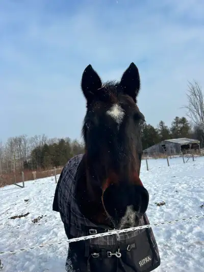 Bi-weekly Weekend Horseback Riding Lessons & Learning, View more