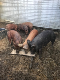Good market pigs 