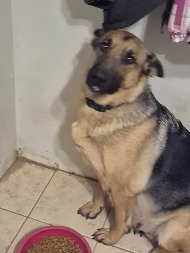 Puppies german shepherd/ Chiots berger allemand in Dogs & Puppies for Rehoming in Moncton - Image 5