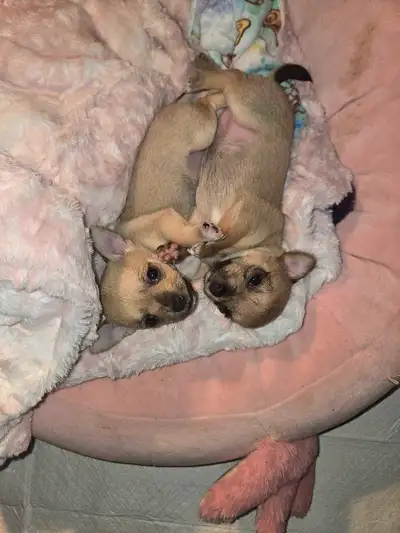 chihuahua mix puppies , View more